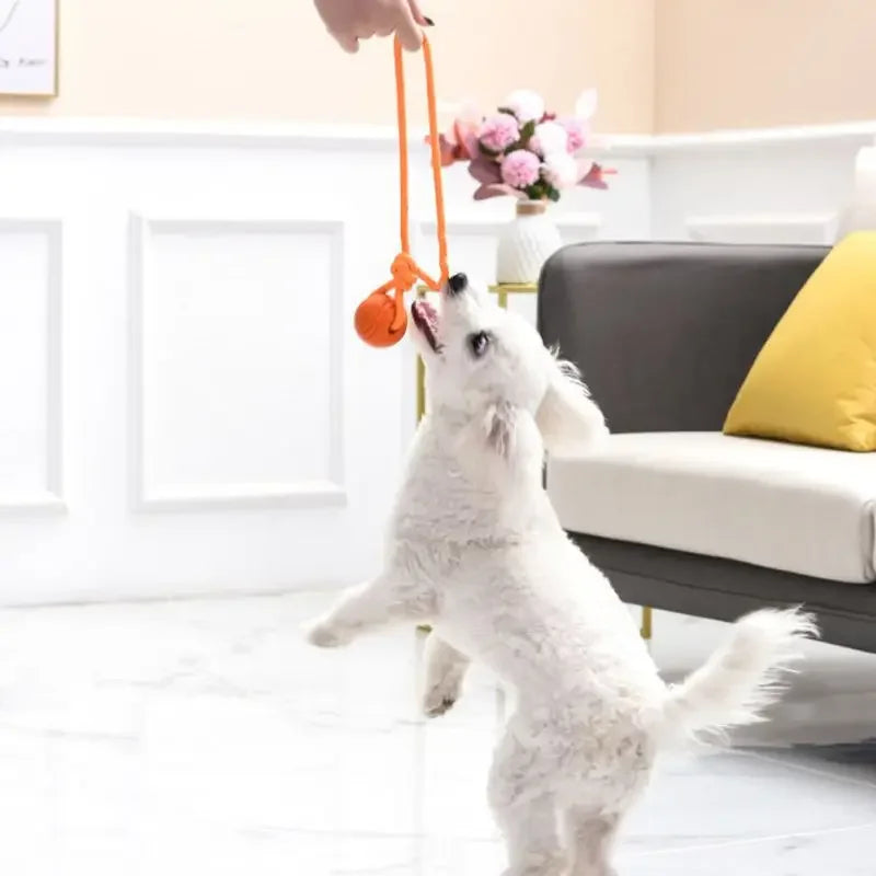 Balle d'Entraînement pour Chien en Coton, Jouet Interactif, Non CU, pour Grands et Petits Chiens, Attrape et Lancer