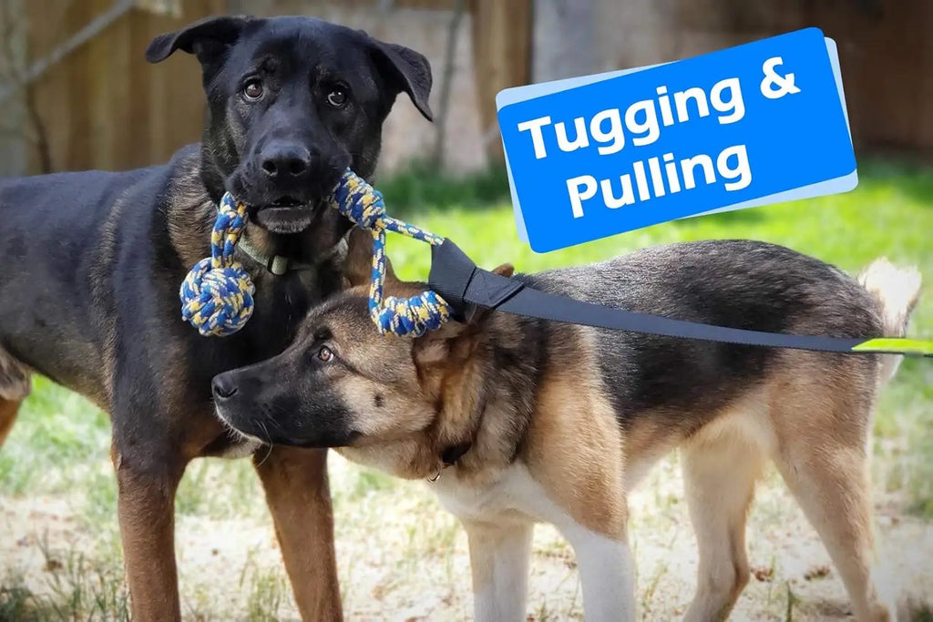 Jouet de remorqueur élastique d'extérieur, jouet pour chien suspendu à l'arbre pour chiens de petite à grande taille, cordon de jeu d'exercice interactif et attache avec corde à mâcher