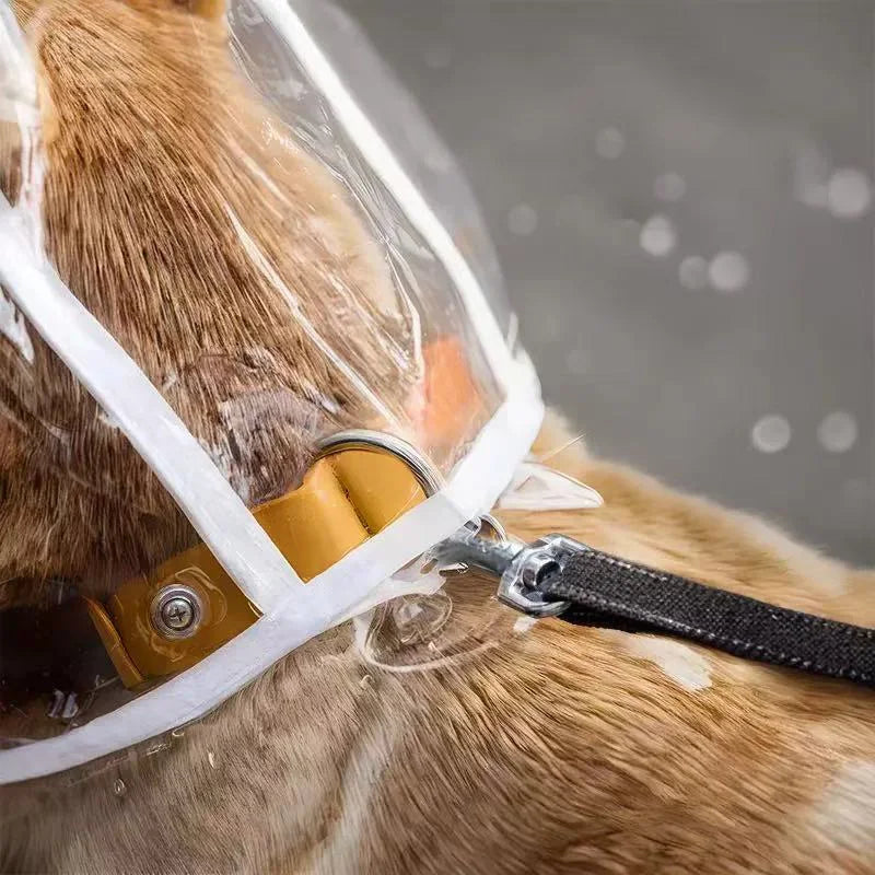 Imperméable transparent chien XS à 8XL